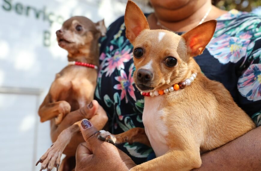 Recanto das Emas terá 600 vagas para castração gratuita de cães e gatos