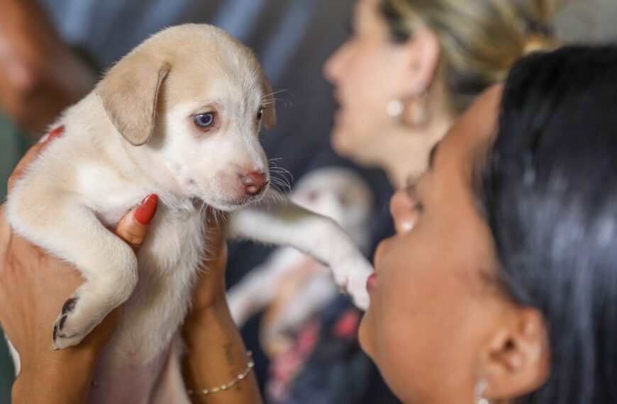 Castração gratuita no DF abre 1.800 vagas para cães e gatos na próxima semana